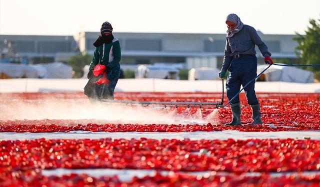 Türkiye, yılın ilk yarısında kurutulmuş domatesten 95 milyon dolar kazandı
