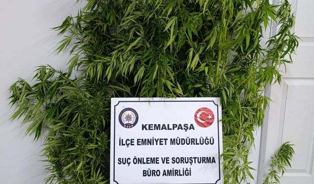 Kemalpaşa'da bahçesinde Hint keneviri yetiştiren şüpheli yakalandı
