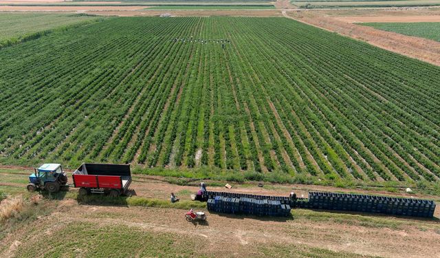 İklimden dolayı 'yetişmez' denilen arazide günde 14 ton biber üretiyor