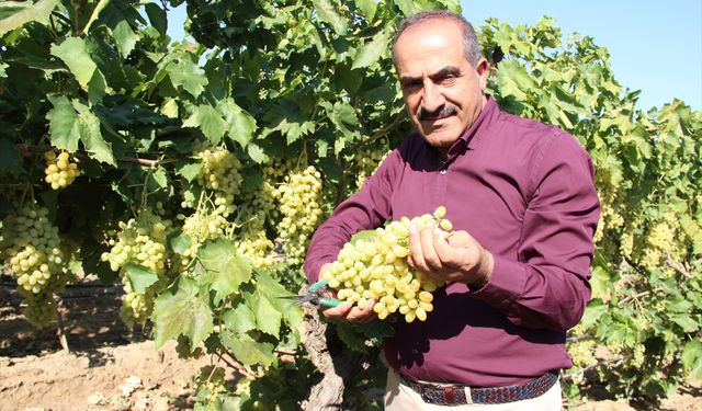Sofralık çekirdeksiz üzümde ihracat 4 Ağustos'ta başlayacak