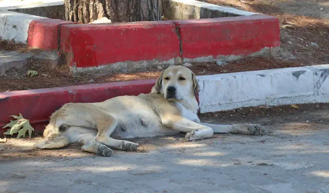 İzmir'de sahipsiz köpeklerden kaçarken otomobilin çarptığı kadın öldü
