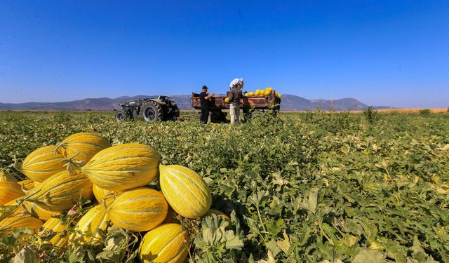 AB'den coğrafi işaret tescilli Kırkağaç kavununda hasat sürüyor