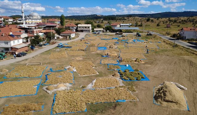 Doğal yöntemlerle yetiştirilen Demirci kuru fasulyesine talep artıyor