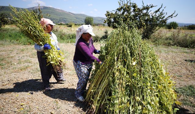 Gökova Körfezi'nin kıyılarında, aromasını 'Deli Memet' rüzgarından alan susamın üretimi arttı
