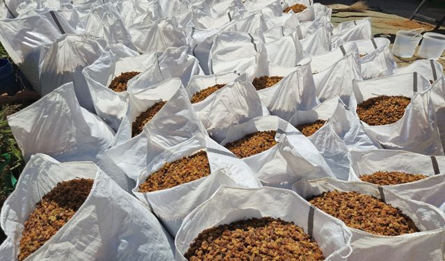 Türkiye'nin kuru üzüm ihracatı 546,5 milyon dolarla rekor kırdı