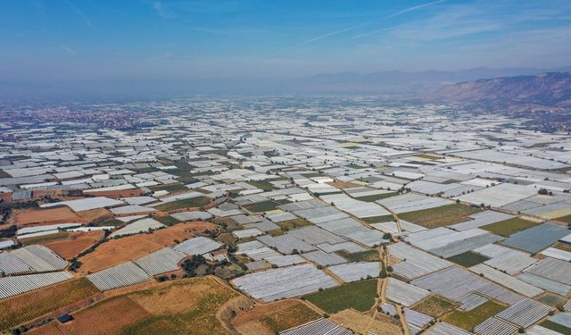 Sofralık üzümün üretim merkezinde verim ve kalite sevinci
