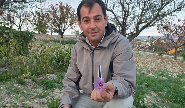 Demircili çiftçi safran üretimi için denemelere başladı