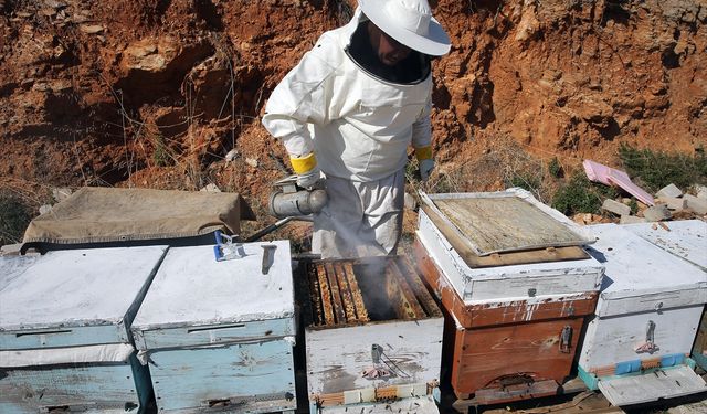 Muğla'da iklim şartlarının iyi gitmesi çam balı rekoltesini yükseltti