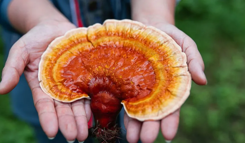 Uşak'ta Zehirlenmeler %83 Arttı!