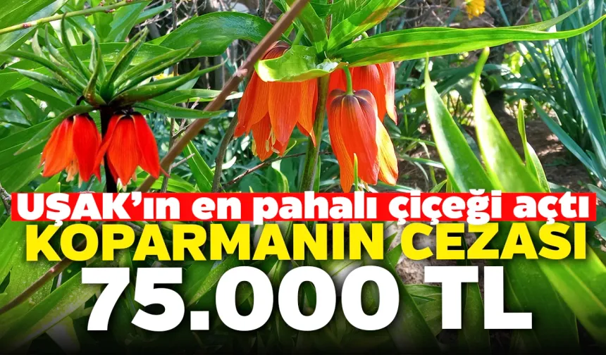 Uşak'ın En Pahalı Çiçeği Açtı: Koparmanın Cezası 75.000 TL