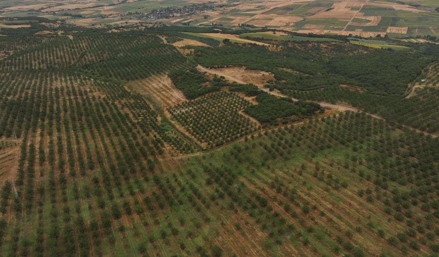 Yapay zeka destekli sulama sistemi verimde artış, enerjiden tasarruf sağlıyor