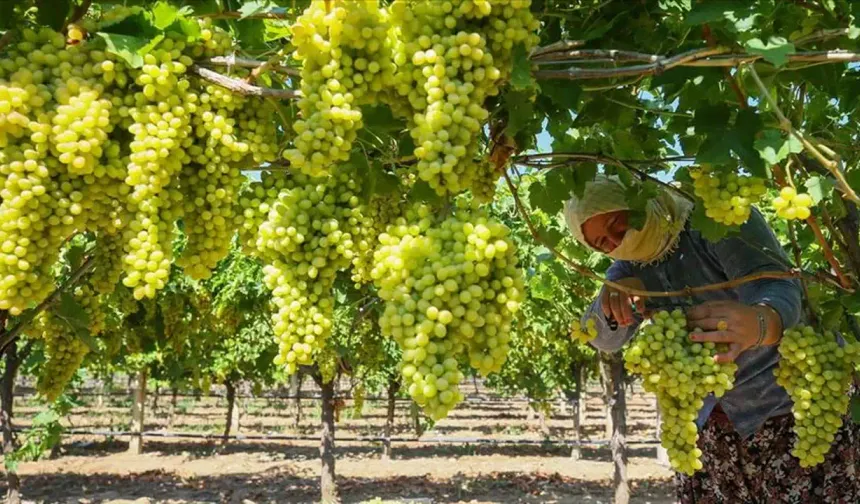 Manisa Ticaret Borsası'nda çekirdeksiz kuru üzüm alımı, törenle başladı