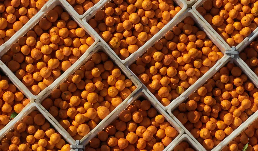 Türkiye'nin 10 aylık mandalina ihracatı 375 milyon dolara yükseldi