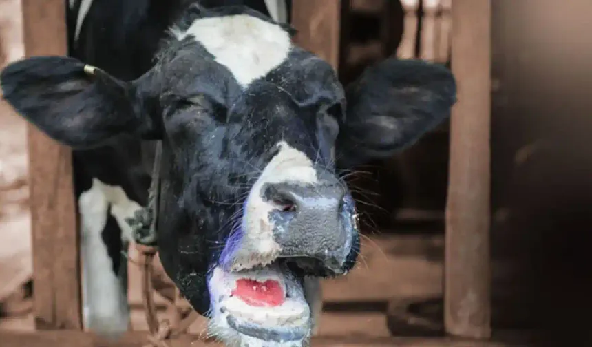 Denizli'nin bazı mahallelerinde şap karantinası başlatıldı