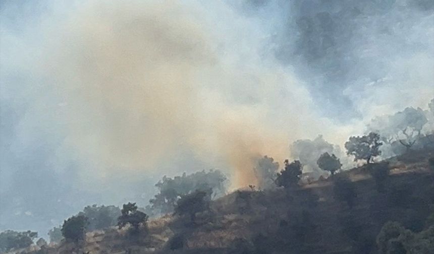 İzmir'de zeytinlik alanda çıkan yangın kontrol altına alındı