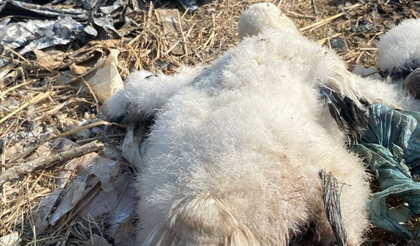 Muğla'da ayaklarına ip dolanan leylek yavruları kurtarıldı
