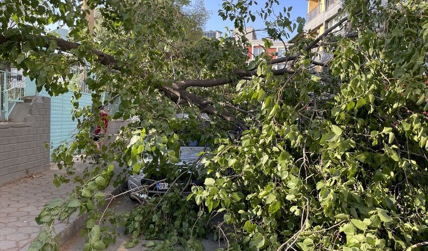 Aydın'da üzerine dut ağacı devrilen hafif ticari araçta hasar oluştu