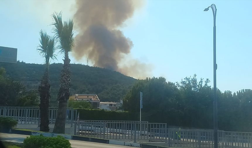 Manisa'da orman yangını çıktı