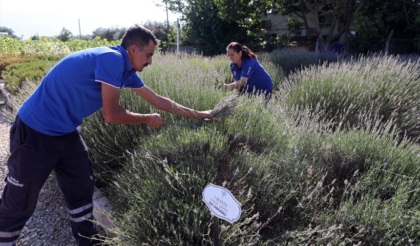 Muğla'da aromatik üretimler ekonomiye katkı sağlıyor