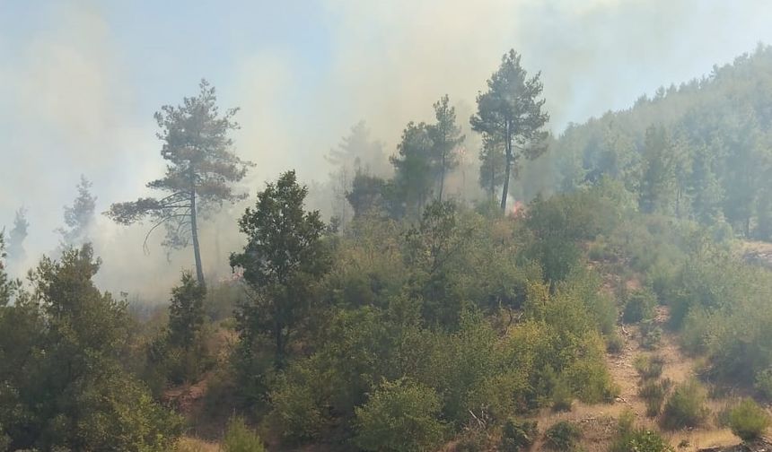 Muğla'da çıkan orman yangınına müdahale ediliyor