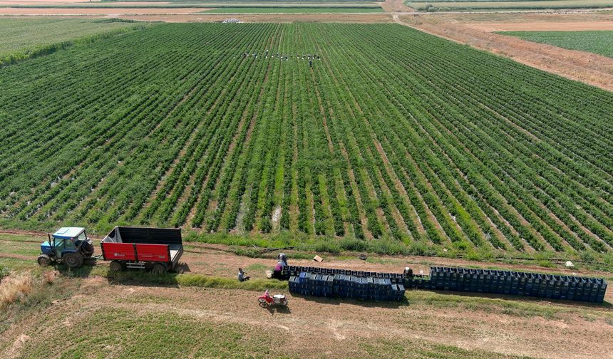 İklimden dolayı 'yetişmez' denilen arazide günde 14 ton biber üretiyor