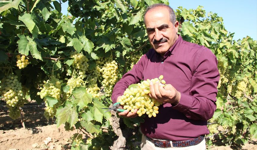 Sofralık çekirdeksiz üzümde ihracat 4 Ağustos'ta başlayacak