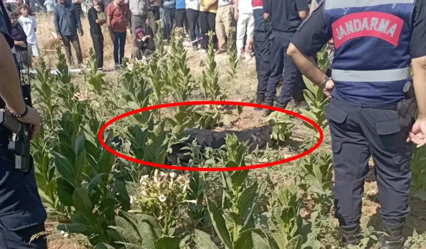 25 Yaşındaki Genç Tütün Tarlasında Ölü Bulundu