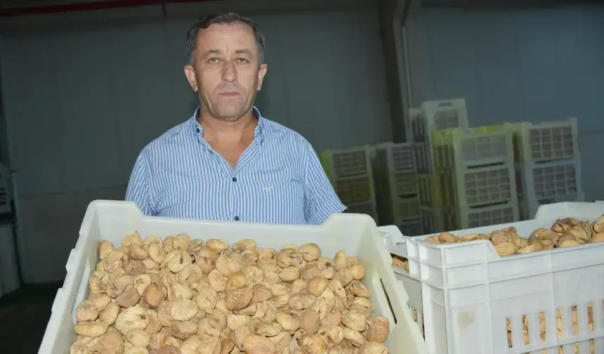 Tariş, kuru incir alım fiyatlarını açıkladı