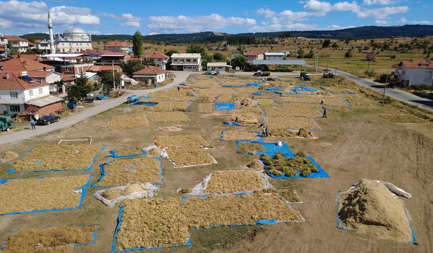 Doğal yöntemlerle yetiştirilen Demirci kuru fasulyesine talep artıyor