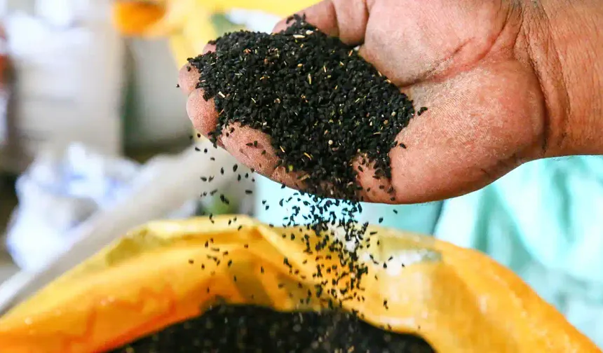 Uşak, Türkiye’nin Çörek Otu Üretiminde Zirvede!