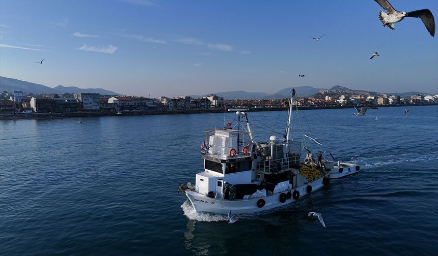 Ege'de balıkçıların ağlarını sardalya doldurdu