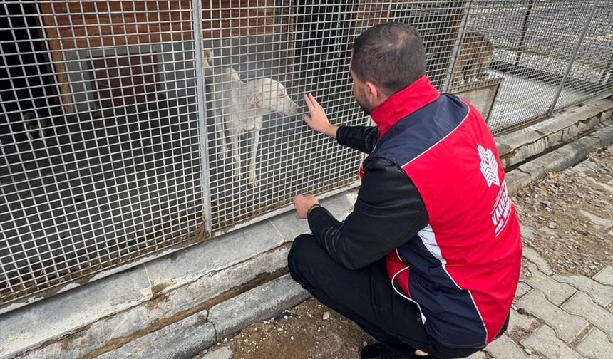 Kütahya'da vakıf hayır şartıyla sahipsiz hayvanlara mama desteği verildi
