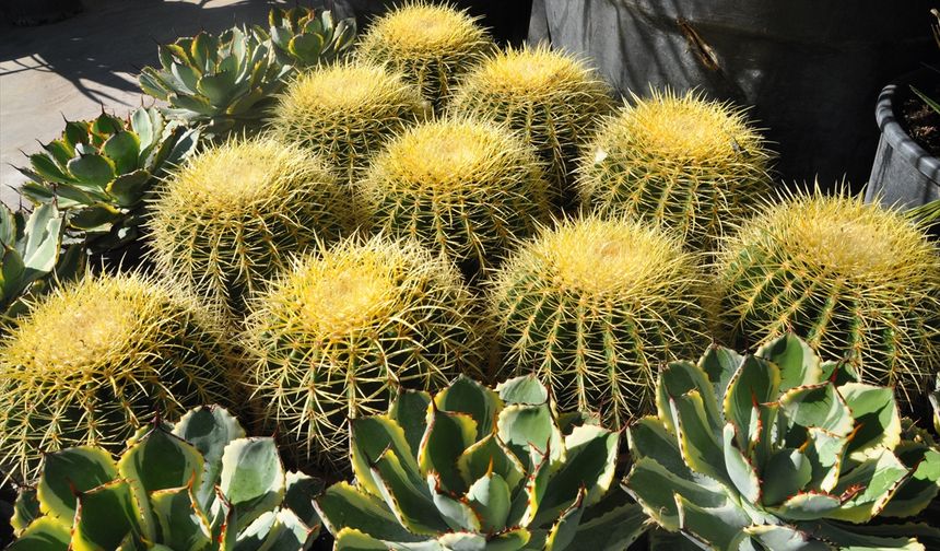 Ödemiş'te 20. Süs Bitkileri ve Fidancılık Sergisi açıldı