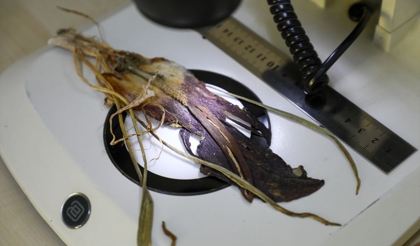 Yeni bitki türü, keşfine öncülük eden tarım işletmecisinin adıyla literatürde