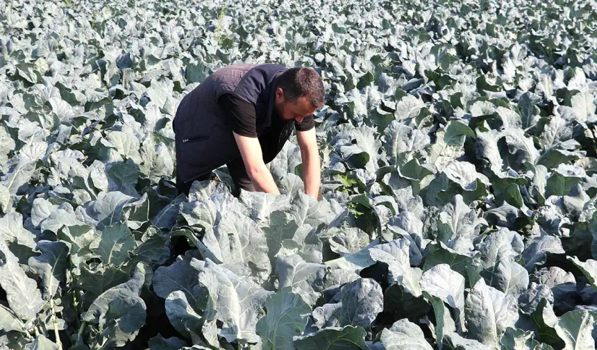 Uşak'ta Kuraklığa Rağmen Yağan Yağmur Çiftçilere Umut Oldu