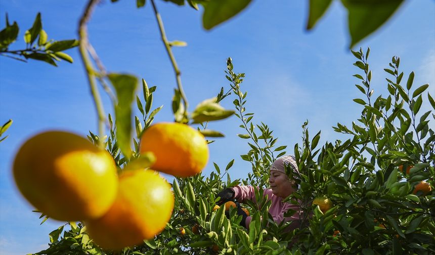 İzmir'in satsuma mandalinasında verim arttı