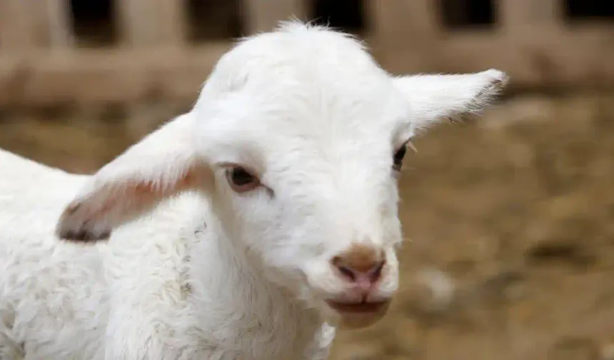 Buzağı ve Kuzu-Oğlak Desteğinde Son Gün: 1 Aralık