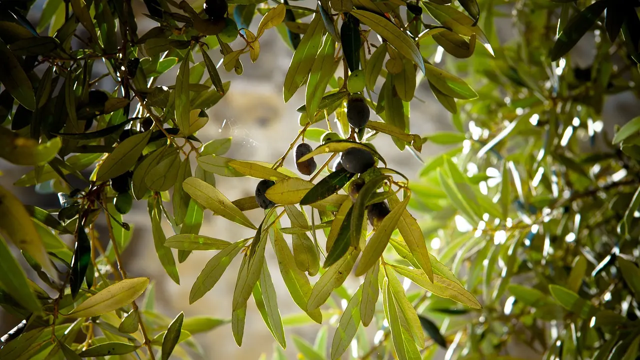 zeytin-agacı-3-usak-olay