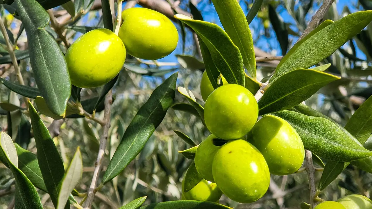 zeytin-yagi2-usak-olay