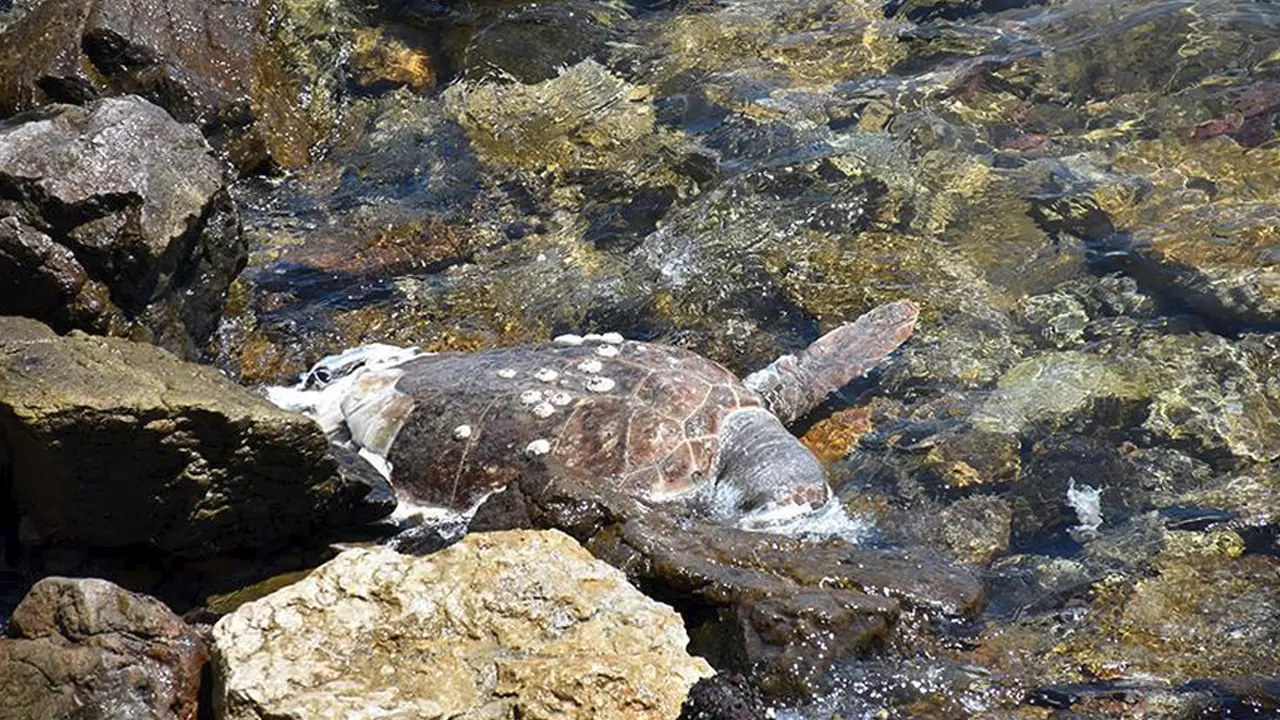 caretta-olu-usakolay-