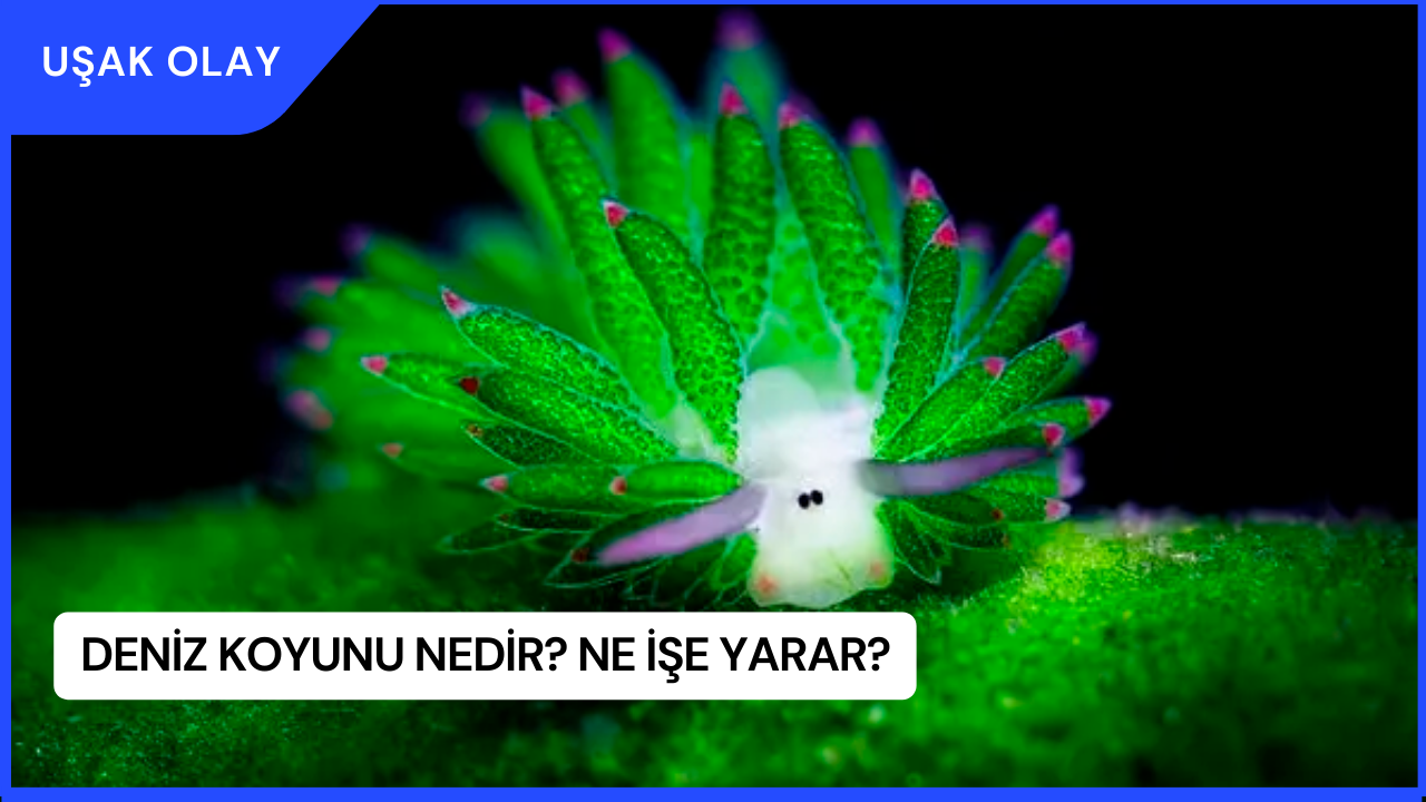 Deniz Koyunu Nedir Ne Işe Yarar
