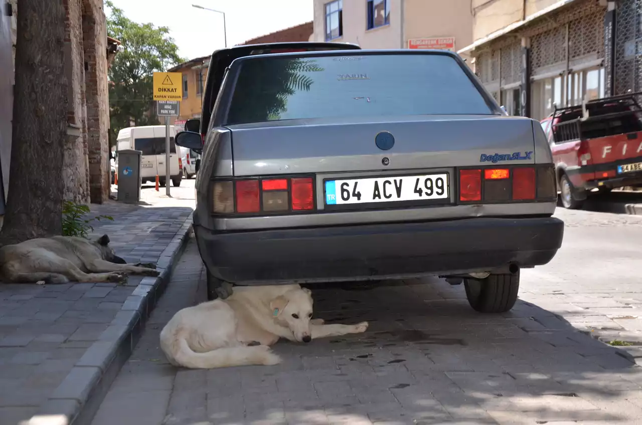 Köpek İç Min