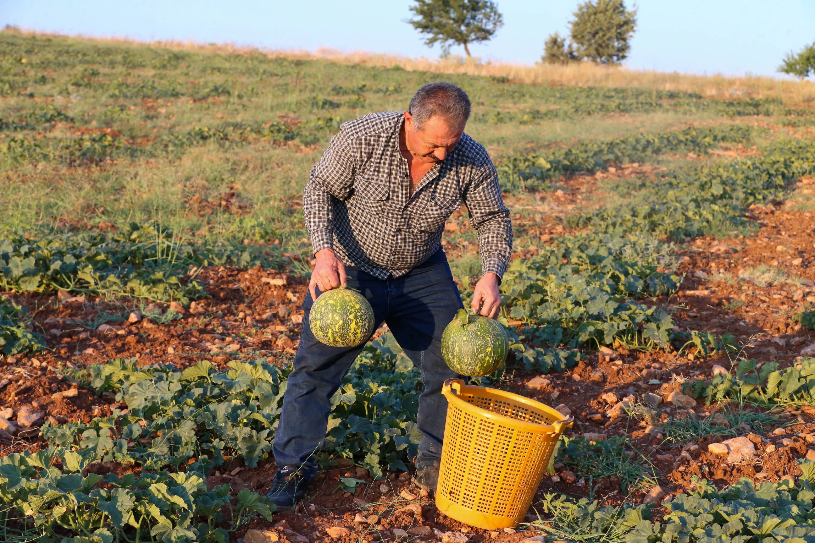 Usak Kavun Hasat1