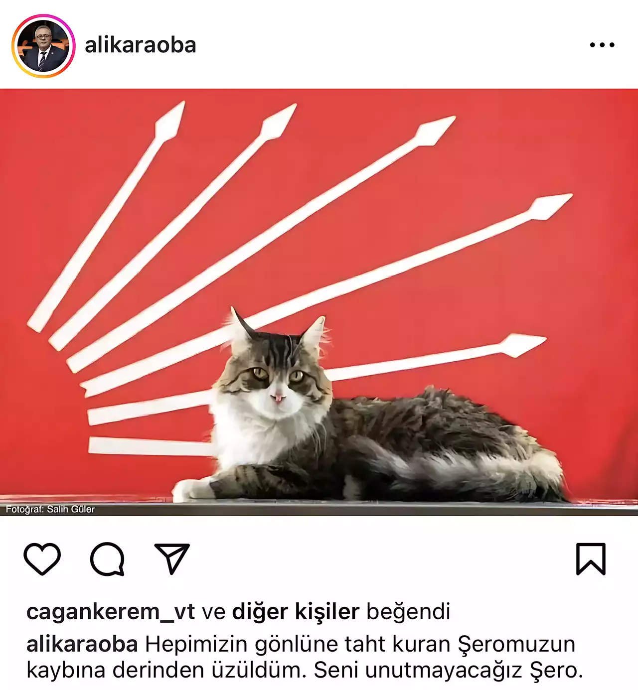 Kedi Sevgisi3 Min