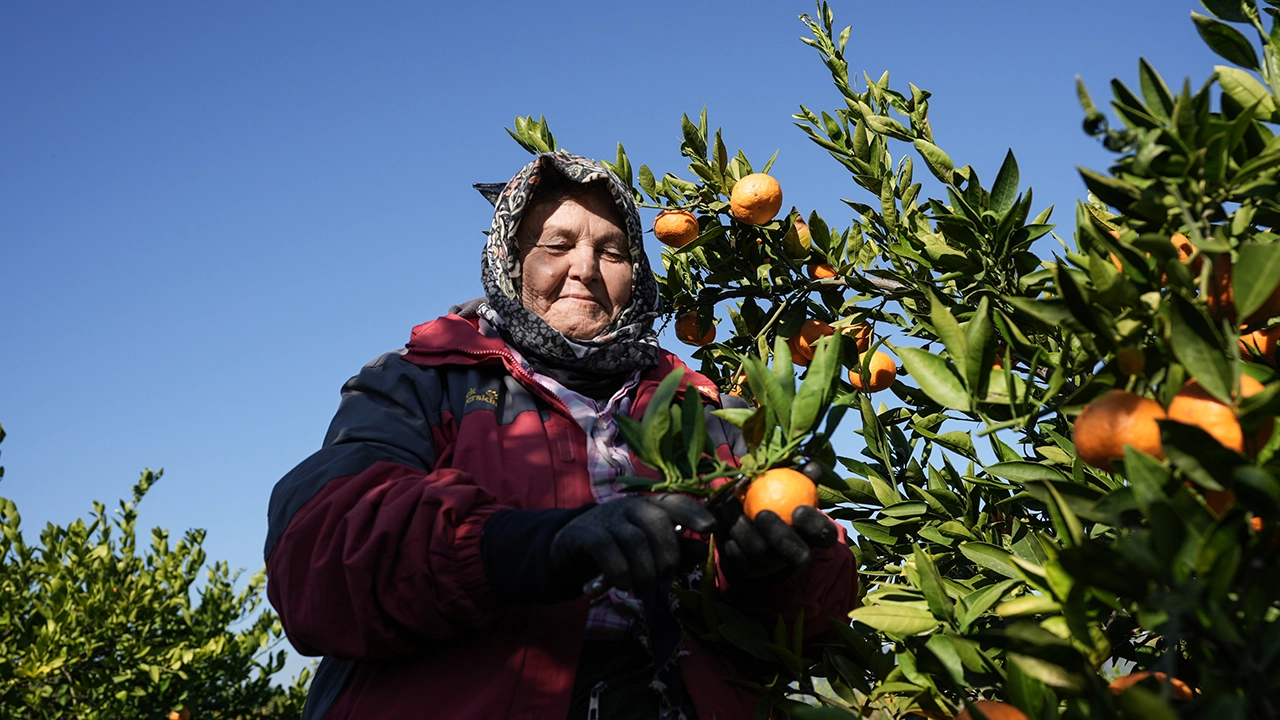 Gümüldür Mandalina2