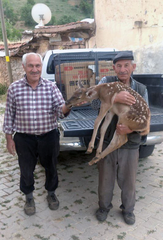 Yaralı Geyik