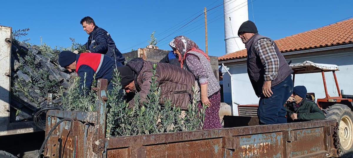 Zeytin Fidanı Dağıtım 2