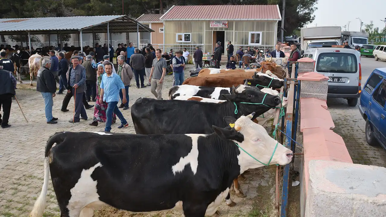 Banaz Hayvan Pazarı Açıldı1