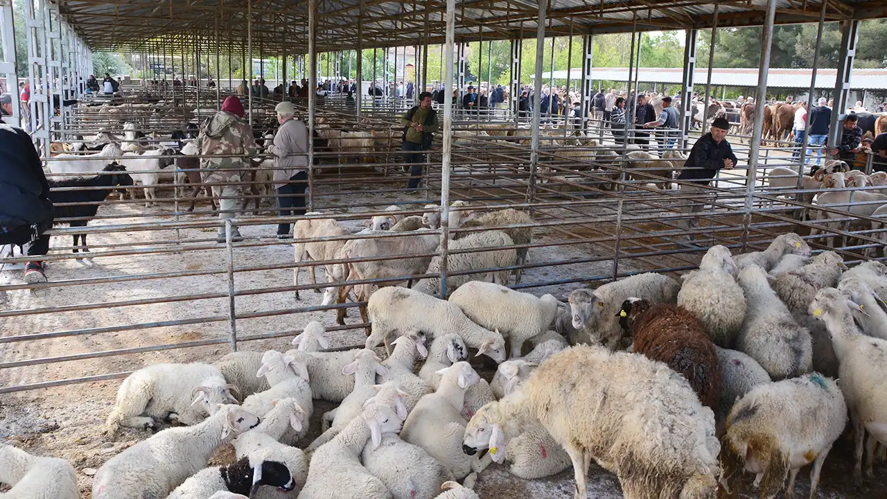Banaz Hayvan Pazarı Açıldı2