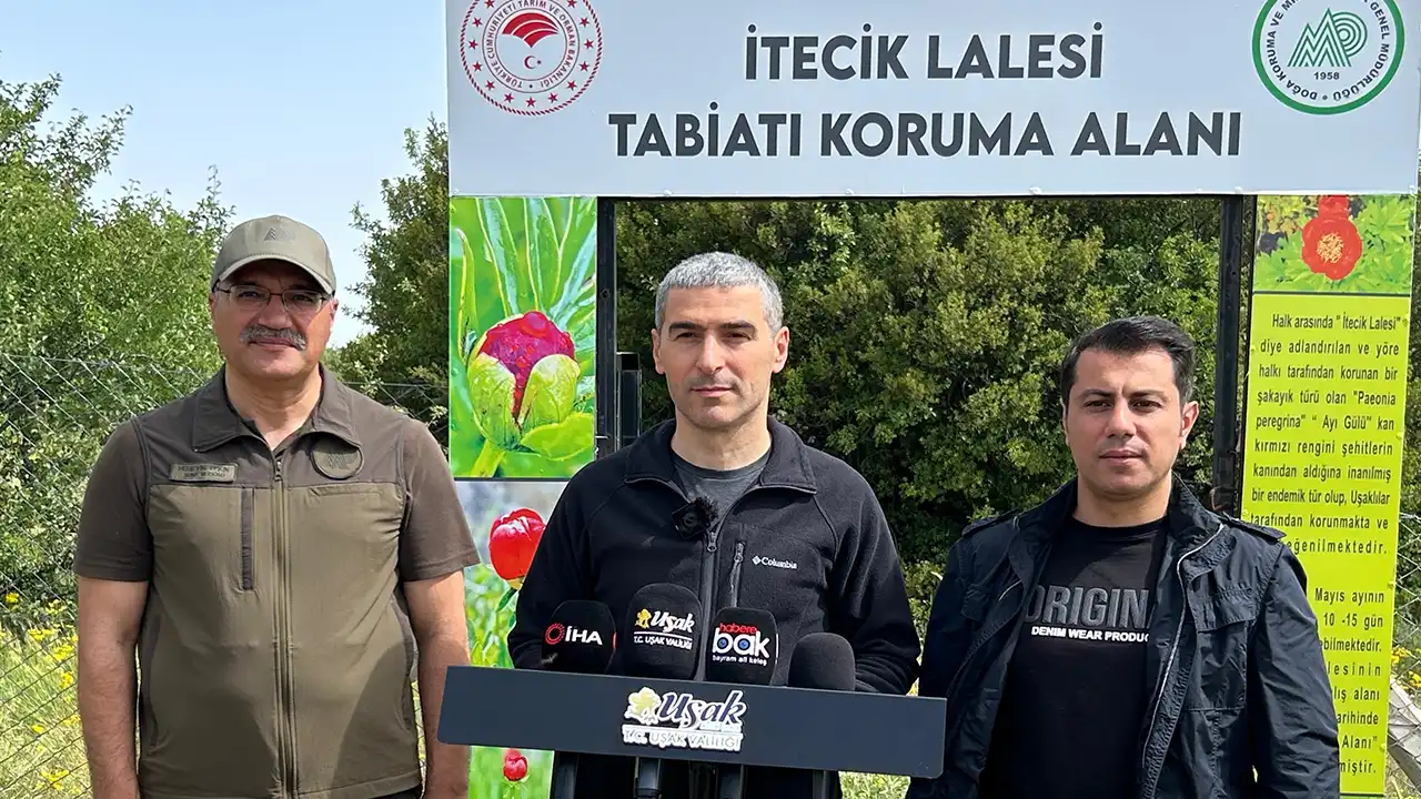 Itecik Lalesi Çiçek Açma1
